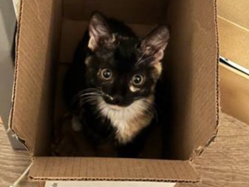 Looking to rehome sweet kitty!