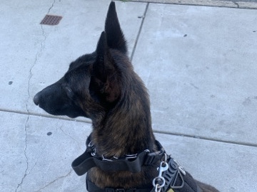 Belgian Shepherd Dog (Malinois) – Astrid – Philadelphia