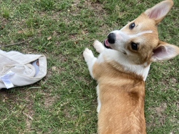 Pembroke Welsh Corgi for sale