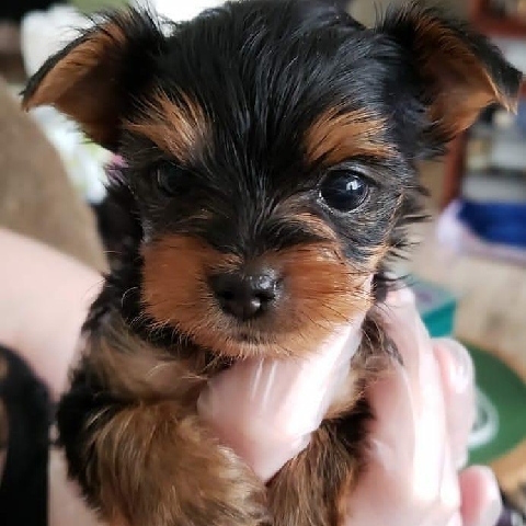 Yorkshire Terrier – teacup puppy