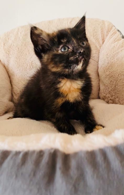 American Shorthair – kittens for rehoming