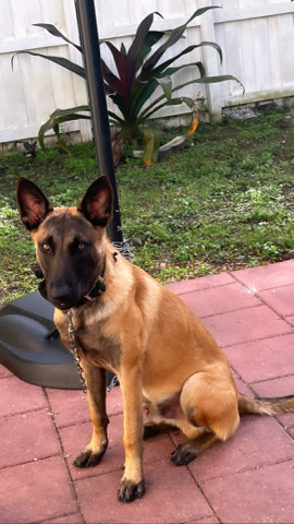 Belgian Shepherd Dog (Malinois) – Belgian Malinois