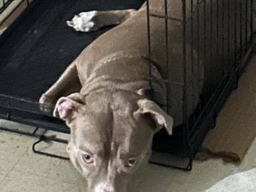 Staffordshire Bull Terrier – Rehoming – Pawtucket