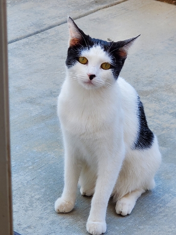 American Shorthair – Rehoming Veeda