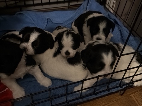 Bichon Frise – bichon – Union City