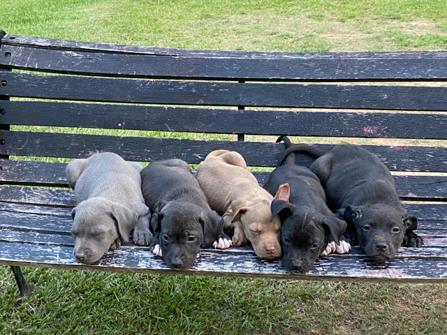 American Pit Bull Terrier – American bullies