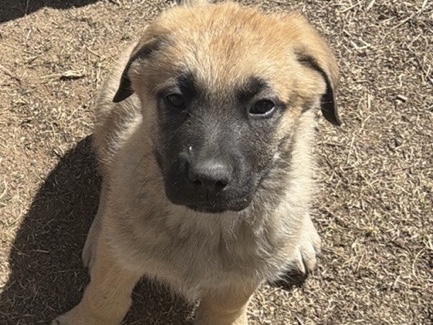 German Shepherd – German Shepard/Mastiff Puppies !!! – Yoder