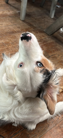 Australian Shepherd – Deaf Aussie