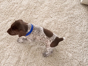 German Shorthaired Pointer – puppy for sale – Necedah