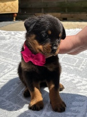 Rottweiler – Full-bred Champion Bloodline Rottweiler puppies
