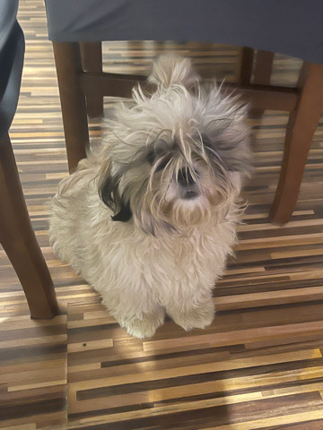 Shih Tzu – lovely dog