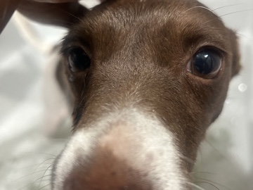 Rat Terrier – Friendly 5-Year-Old Rat Terrier – House Trained and Social – Port Saint Lucie