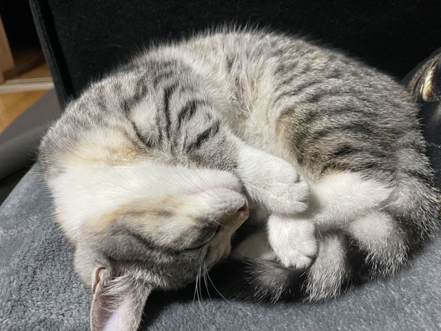American Shorthair – Katze braucht neue Zuhause