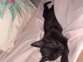 Burmese - girl kitten  available for adoption in Sydney