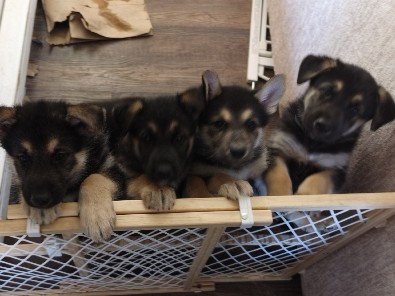 Mixed Breed – German Shepherd Husky Mix puppies for sale – Portland