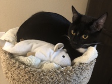 Tuxedo male cat – Everett