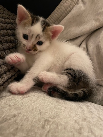 Kitten