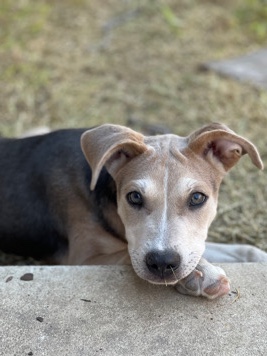 Found needs home