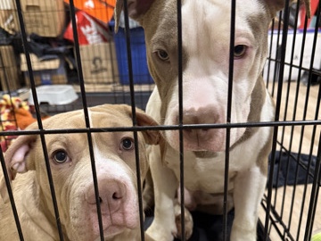 American Pit Bull Terrier – 2 American bully puppies – York
