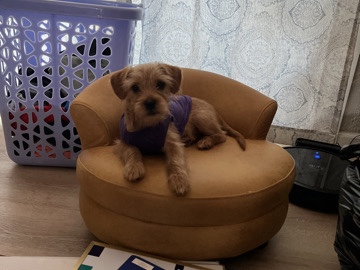 Tenterfield Terrier – Sweet cookie – Fairfield