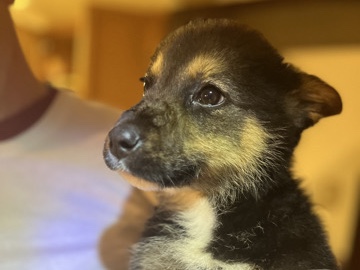 German Shepherd – German shepherd – Sacramento