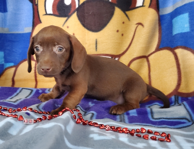 Dachshund – miniature dachshund pup