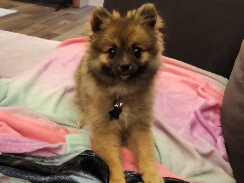 Pomeranian – Pomeranian puppy – Pell City