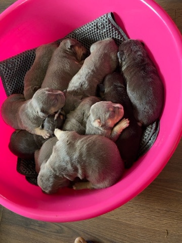 American Bulldog – pocket bullies $*** for boys $3500 for girls