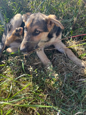 German Shepherd – 5m female German Shepherd