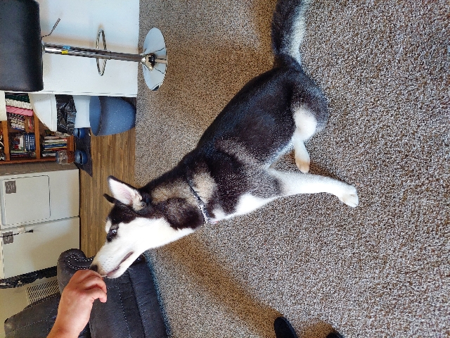 Pure Bread Husky
