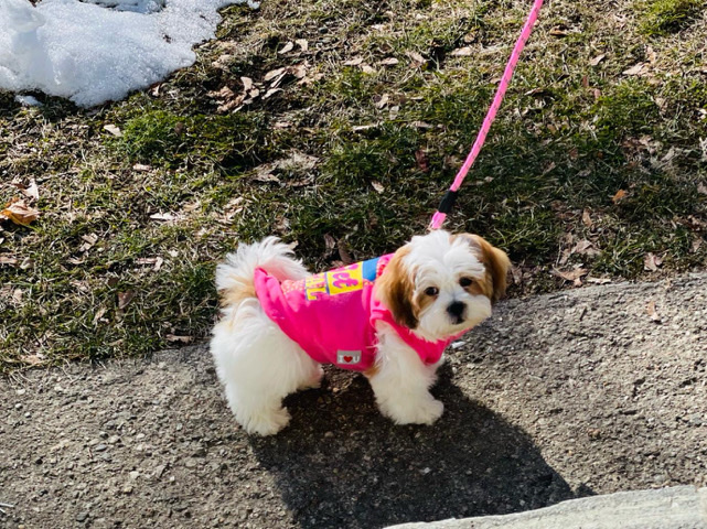 Shih Tzu – Mila
