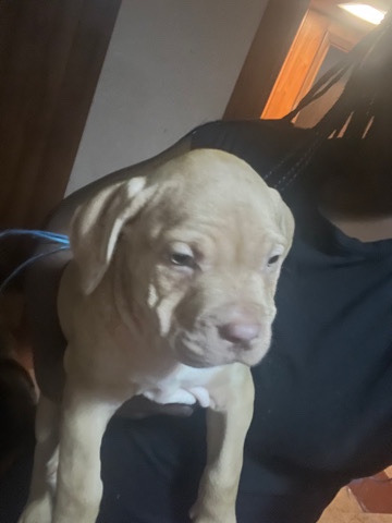 American Pit Bull Terrier – puppies