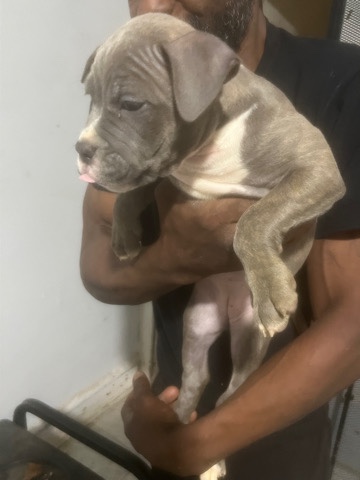American Bulldog – American bullies comes with shots