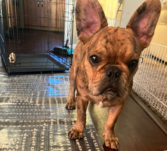 French Bulldog – French Bulldog Fluffy Gene