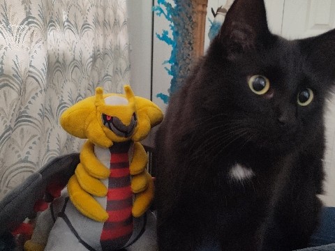 Needs a Forever Home – Boynton Beach