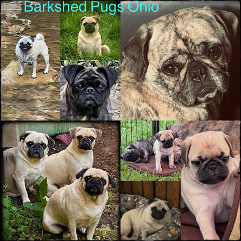Pug – Pug Puppies in Eastern Ohio