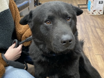 Bentley – Excelsior Springs
