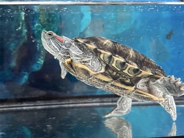 Red-Eared Slider – Turtles – San Jose