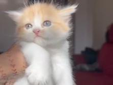 Persian (Modern) – cute and adorable persian cats – Chennai