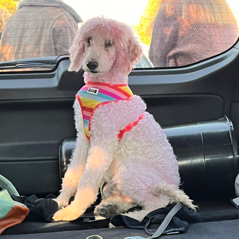 Poodle – Standard Poodle Puppy
