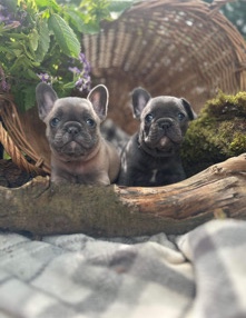 French Bulldog – 5 stunning french bulldog puppies