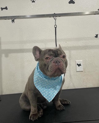 French Bulldog – French Bulldog Rehome