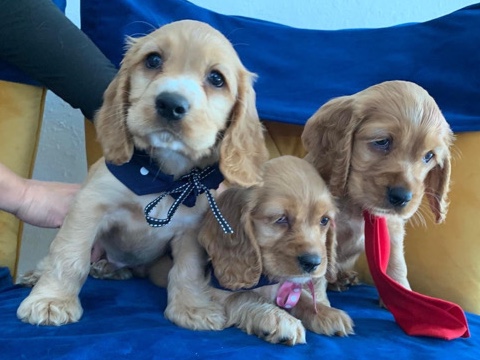 English Cocker Spaniel – Sale