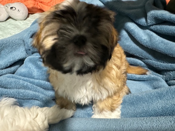 Shih Tzu – 10 week old Shih Tzu
