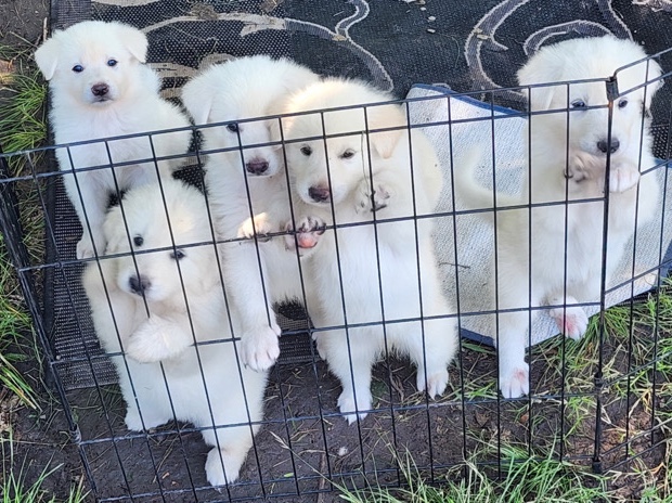 Great Pyrenees – 6 Great Pyrenees puppies – Kaufman