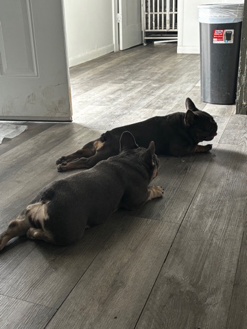 French Bulldog – frenchie