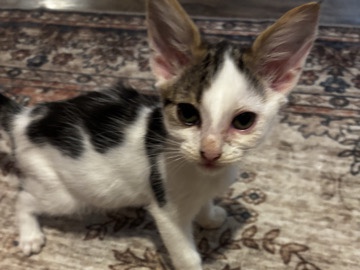 British Shorthair – kittens for sale – Nelson