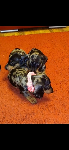 Dachshund – puppies