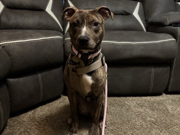 American Pit Bull Terrier - Pit Pup looking 4 Home available for adoption in Chicago