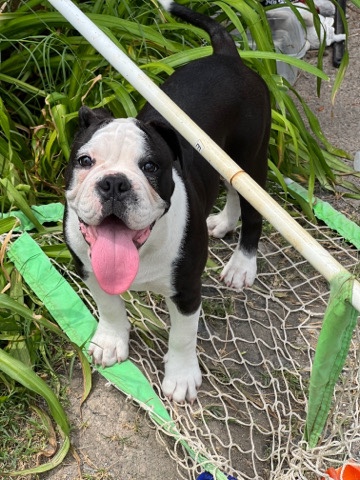 American Bulldog – American bulldog mix frenchies